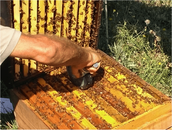 Figure 4. Using a rubber wheel to crush about 30 bees on the top bars. We alternated two wheels, wiping each with 70% isopropanol between hives to avoid hive-to-hive cross contamination. Surprisingly, I found that I did not need to wear gloves to do this.