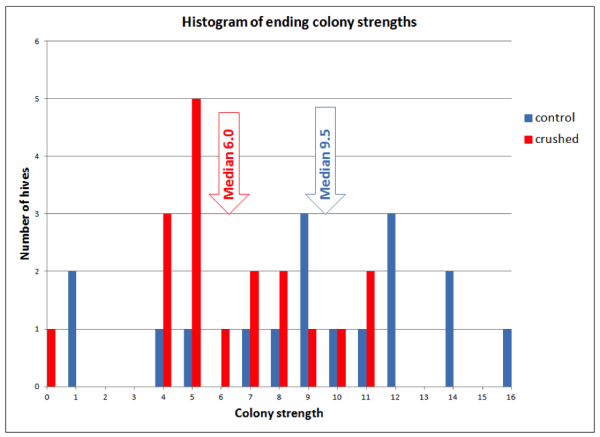 Figure 9. By the end of the trial the control colonies were consistently stronger than those which had bees crushed each month. Note that the 6 strongest colonies were all in the Control group, and 9 of 13 of the weakest colonies were in the Crushed Bee group.
