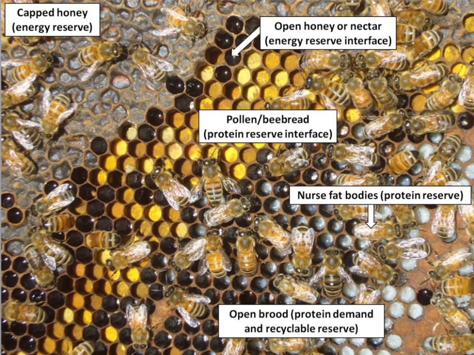 First year beekeeping Scientific Beekeeping