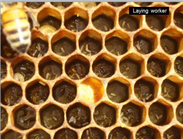First year beekeeping - Scientific Beekeeping