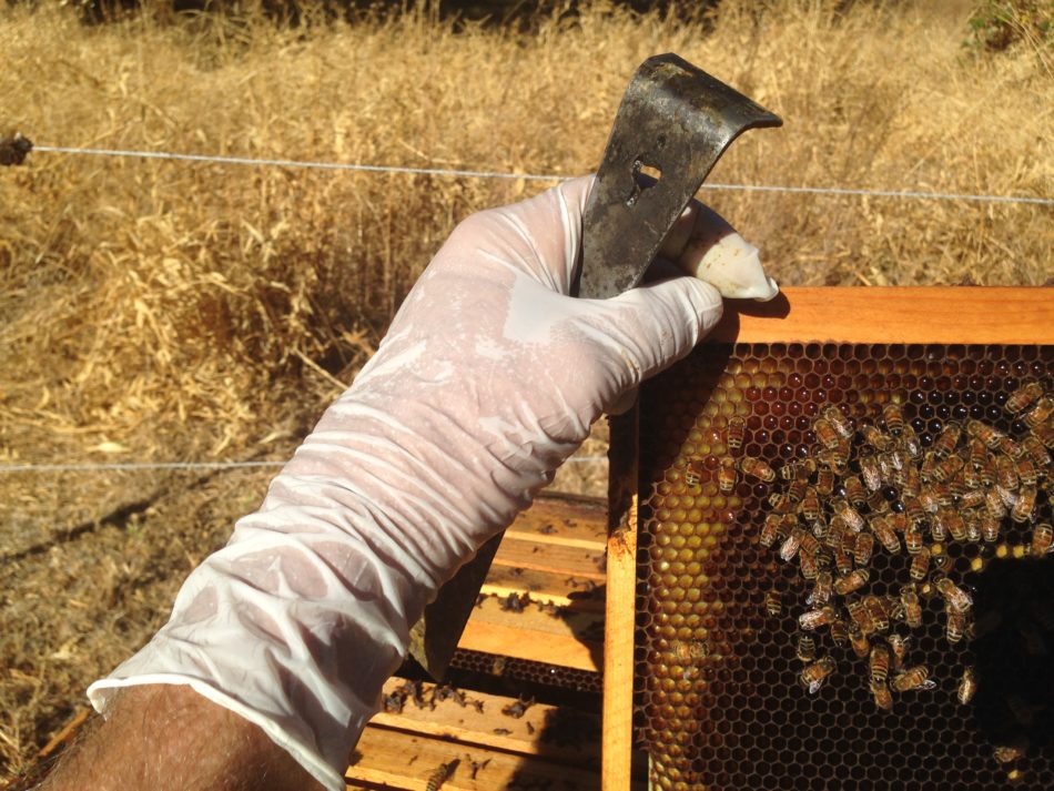 10x Bee Beehive Plastic Pollen Collector Traps Beekeeping Honeycomb Tool LOTS 