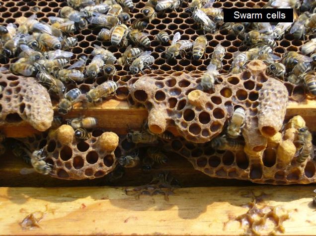 Bee Brood (Basic Bee Biology for Beekeepers) – Bee Health